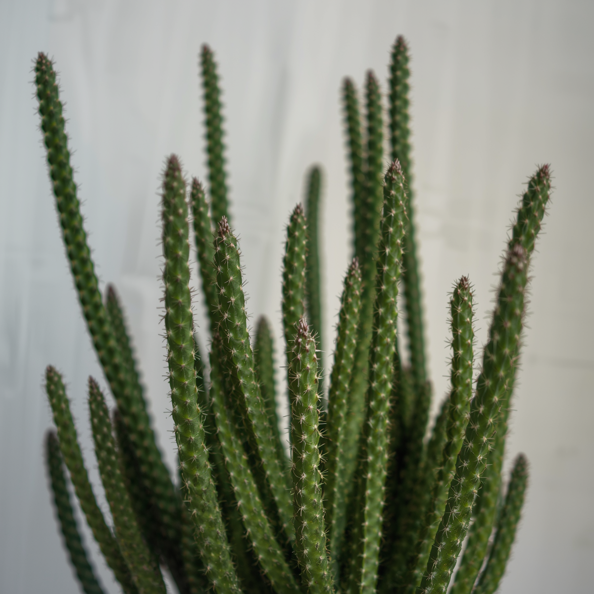 Euphorbia Tirucalli Cuttings - 10 Fire Stick Pencil Cactus Cuttings - 5 Inch Each - Easy Grow Succulent Plant
