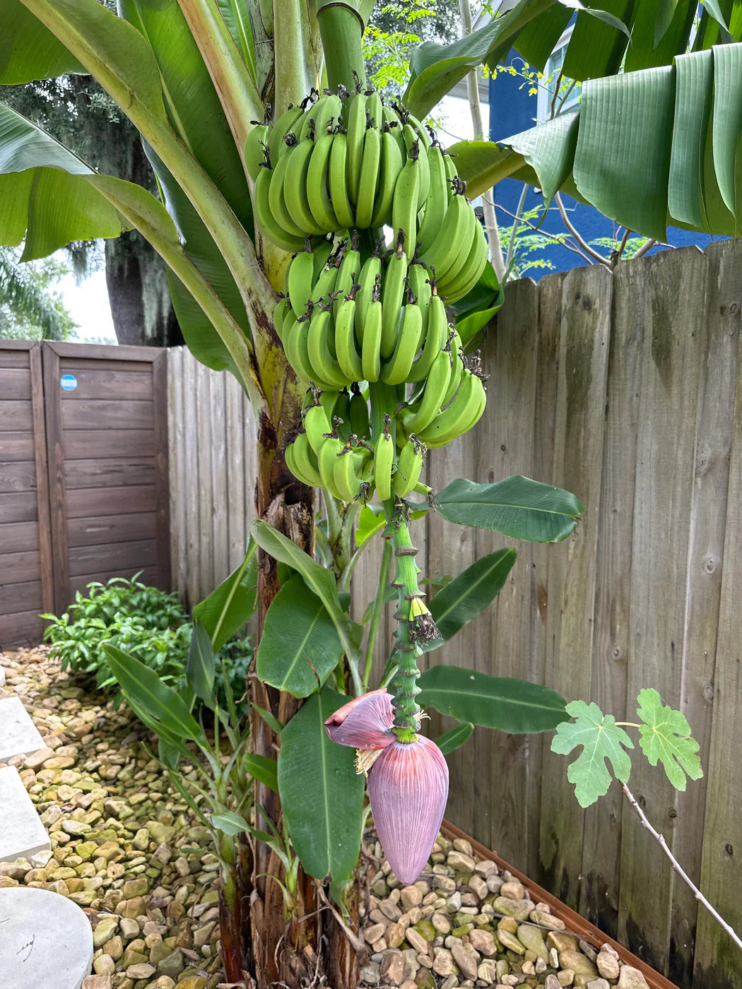 Dwarf Cavendish Banana Plant – Live Tropical Banana Tree – Indoor or Outdoor – Fast Growing – Edible Fruit – Compact Dwarf Variety