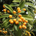 Loquat Tree Cuttings (Eriobotrya japonica) – 3 Fresh Scions for Grafting or Rooting – Rare Edible Fruit Tree for Home Orchard