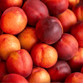 Rare Sweet Large Nectarine Cuttings – 3 Fresh Cuttings for Rooting or Grafting | Prunus persica Nectarine Heirloom Variety