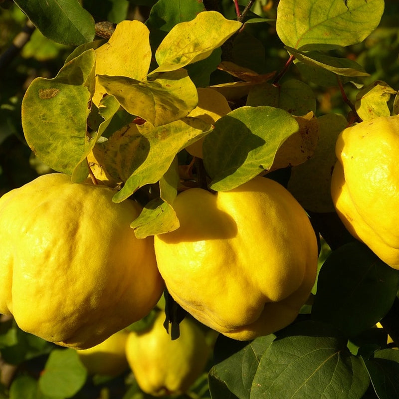 Quince Cuttings (Cydonia oblonga) 6–8 Inch Unrooted – For Rooting or Grafting, Organic Fruit Tree Scion Wood
