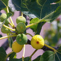 Green Ischia Fig Cuttings (Ficus carica) - 2 Unrooted 6-8" | Rare Heirloom Green Fig with Strawberry Flesh | Easy Propagation & Sweet Fruit