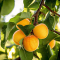 5 Flavor Delight Aprium Scions – 3–6" Unrooted Grafting Cuttings – Apricot x Plum Hybrid – Rare Fruit Tree Budwood