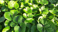 5 Wild Ginger Plants (Asarum canadense) | Bare-Root Native Groundcover | Shade Garden Perennial | Woodland Wildflower