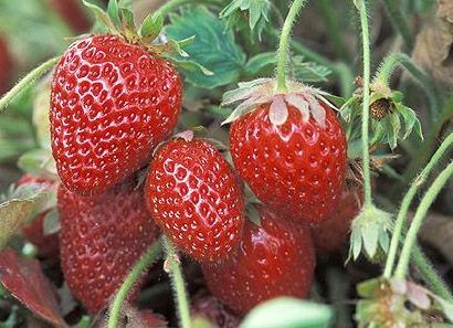 Ft. Laramie Everbearer Strawberry Plants (10 Bare Root) – Cold Hardy, Disease Resistant – Sweet Berries All Season Long