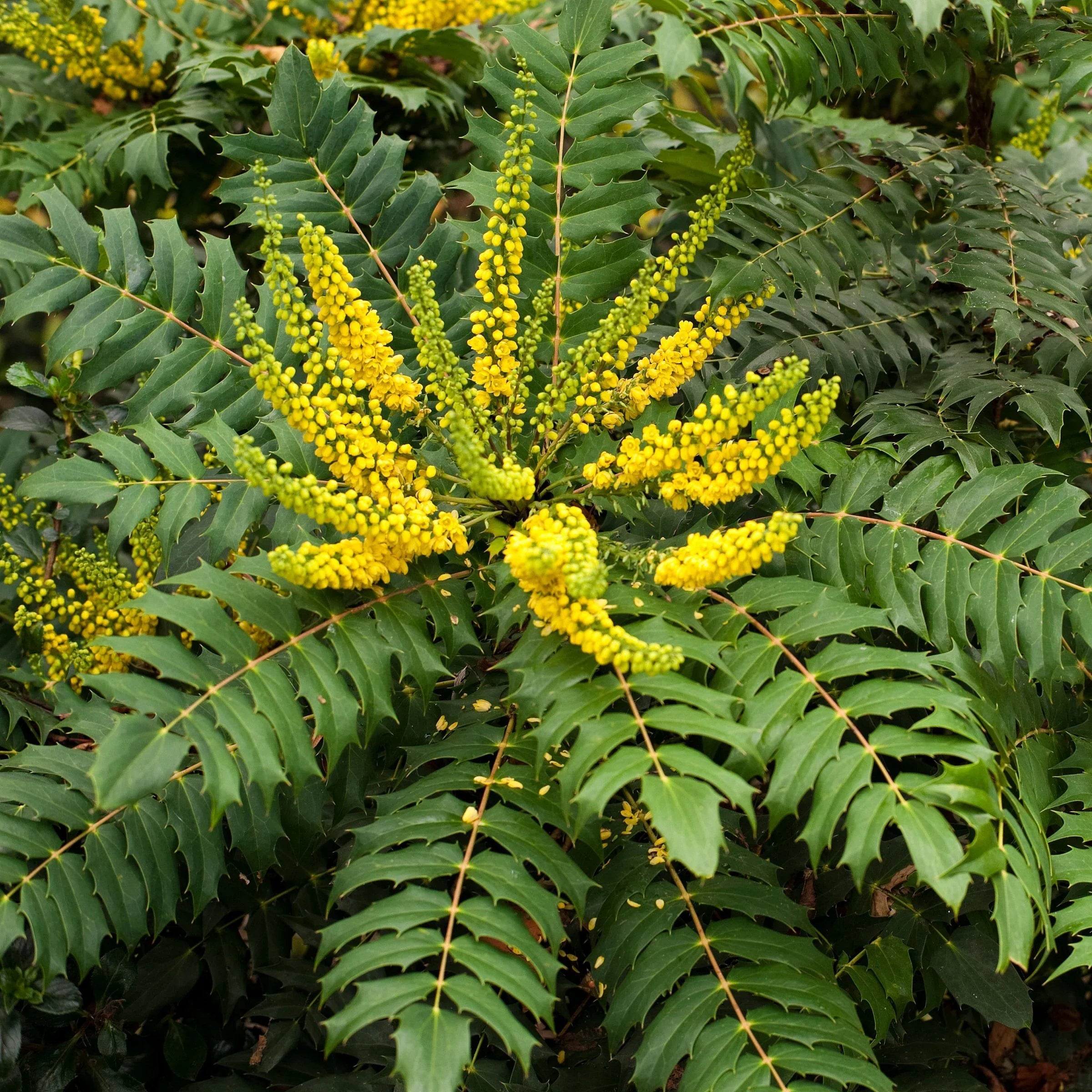 Funky Flow Mahonia Starter Plant – Live Bareroot Shrub (Mahonia hybrid) – Evergreen Landscape Plant with Unique Textured Foliage