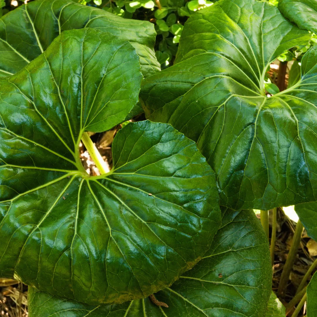 Giant Leopard Plant – Farfugium japonicum ‘Giganteum’ – Tractor Seat Plant – Bold Foliage – Live Shade Plant – Perennial Starter
