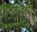 Gleditsia sinensis Seeds – Chinese Honeylocust, Soap Bean Tree, Hardy Ornamental (10 Seeds)