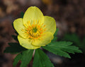 Trollius laxus albiflorus Seeds – American Globeflower, Rare Perennial Wildflower, Wetland & Shade Garden Plant (50 Seeds)