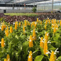 2 Yellow Shrimp Plants Live | Pachystachys Lutea Bareroot Plugs | Golden Candle 5–7" Tall | Tropical Flowering Plant Starter