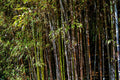 Black Bamboo Plant – Phyllostachys nigra, Live Multi-Cane Starter, Rare Ornamental Bamboo, Fast Growing, Cold Hardy, Non-Invasive