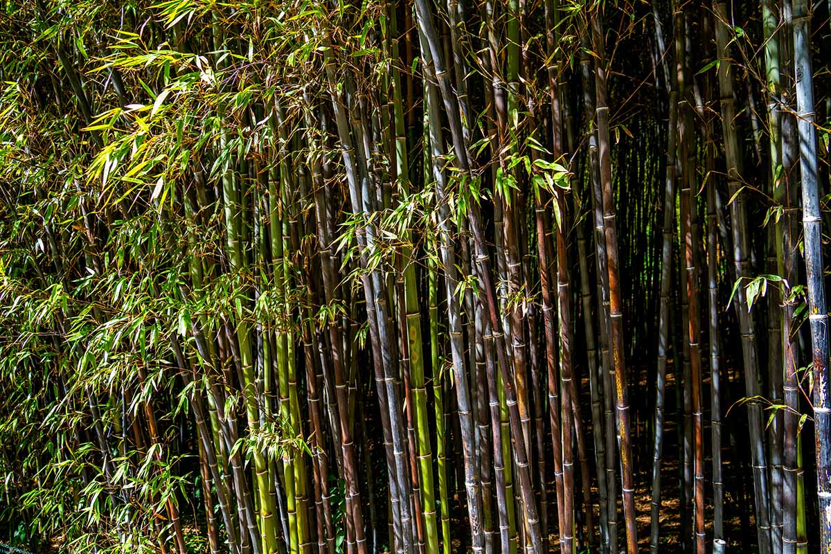 Black Bamboo Plant – Phyllostachys nigra, Live Multi-Cane Starter, Rare Ornamental Bamboo, Fast Growing, Cold Hardy, Non-Invasive