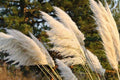 White Pampas Grass (3 Plugs) – Cortaderia selloana – Ornamental Grass with Tall Plumes – Fast Growing Drought Tolerant Landscaping Plant