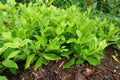 Rooted Longevity Spinach Plant – Gynura Procumbens – Live Bareroot Superfood, Edible Medicinal Herb, Easy to Grow