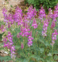 Hedysarum boreale Seeds – Utah Sweetvetch Wildflower, 25 Non-GMO Perennial Seeds, Native Legume for Pollinator Gardens