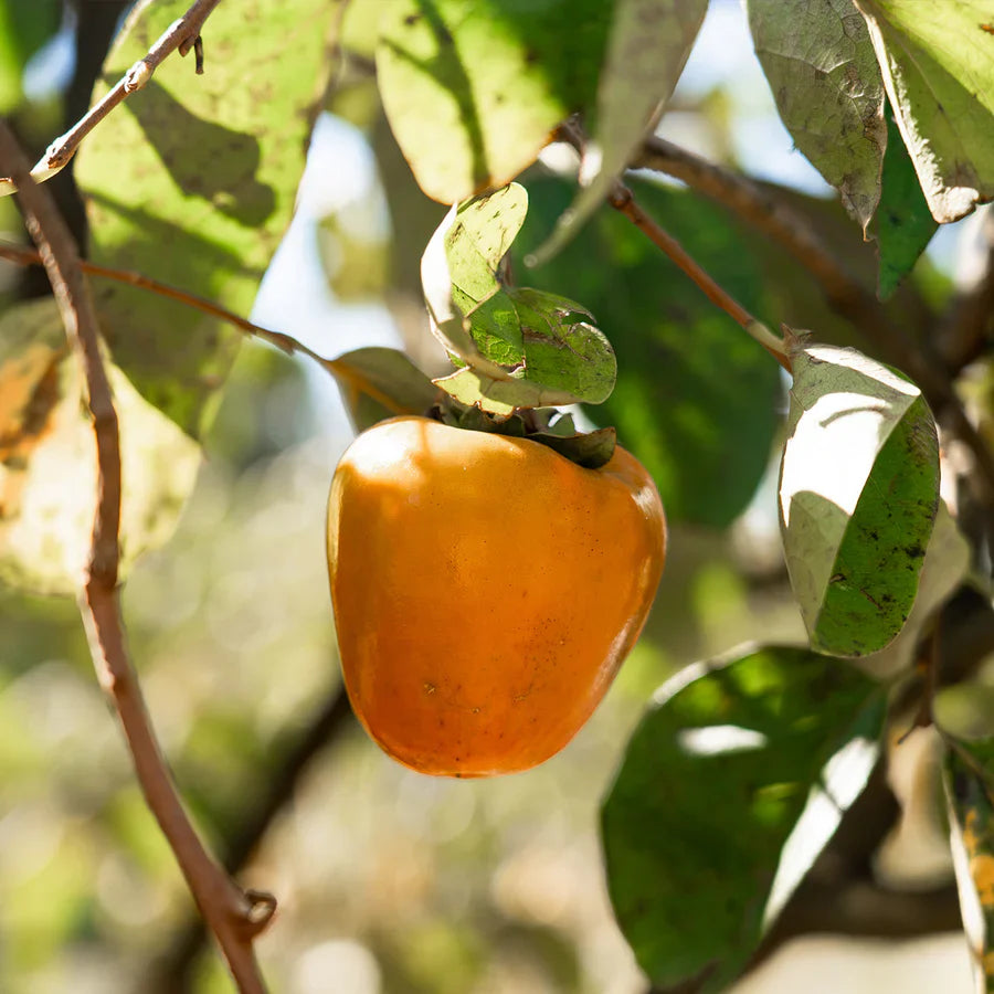 Hachiya Persimmon Cutting (Diospyros kaki) – 6–8” Unrooted Cutting for Rooting, Propagation, or Grafting – Astringent Asian Persimmon