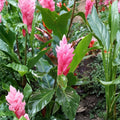 Hawaiian Pink Ginger 2 Plants Live – Alpinia purpurata