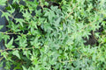 Live Needlepoint Ivy Plant – Hedera helix in 1 Pint Pot, Hardy Evergreen Climber or Ground Cover, Shade Tolerant, Easy Care