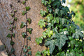 10 Rooted English Ivy Plants 6–12" – Hedera helix Live Vines, Ready to Plant, Fast-Growing Evergreen Ground Cover & Indoor/Outdoor Vine