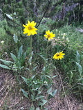 Helianthella quinquenervis Seeds – Aspen Sunflower Wildflower, 25 Non-GMO Perennial Seeds, Pollinator-Friendly Garden & Meadow Plant