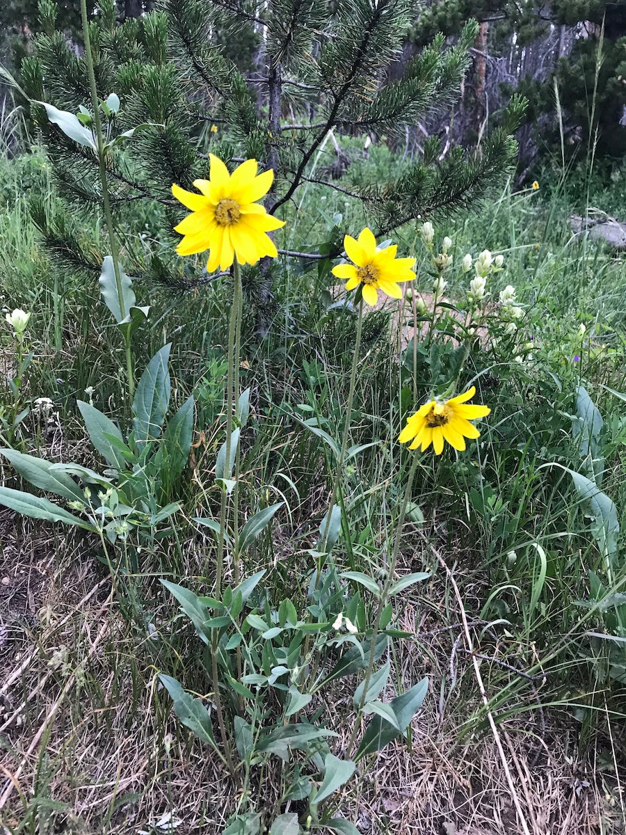 Helianthella quinquenervis Seeds – Aspen Sunflower Wildflower, 25 Non-GMO Perennial Seeds, Pollinator-Friendly Garden & Meadow Plant