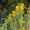 Helianthus maximiliani Seeds – Maximilian Sunflower, Native Perennial Prairie Wildflower, Tall Yellow Blooms (50 Seeds)