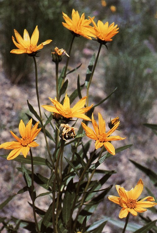 Helianthus nuttallii Seeds – Marsh Sunflower Wildflower, 40 Non-GMO Perennial Seeds, Pollinator-Friendly Native Plant for Wet Gardens