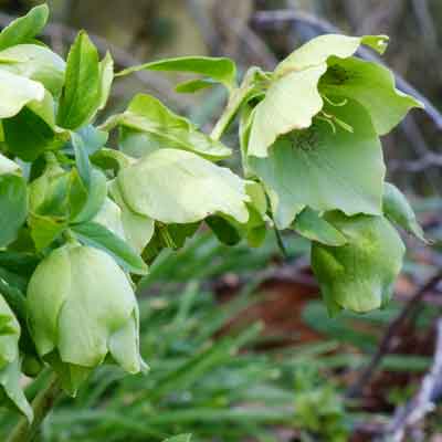 Snow Love Winter Magic Hellebore – Helleborus orientalis Bare Root Live Plant, Lenten Rose, Shade Perennial, Cold Hardy Flower
