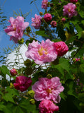 Hibiscus mutabilis Cuttings – 4 Unrooted Cotton Rose Starts – Color-Changing Flowering Shrub with White to Pink Blooms for Garden
