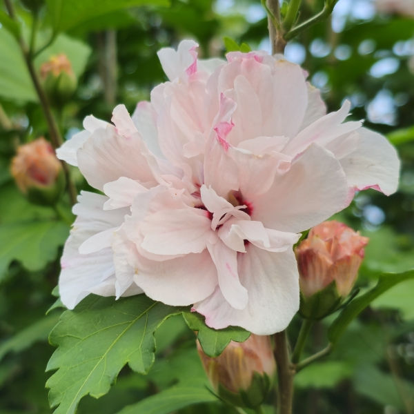 Live Double Rose of Sharon Hibiscus Althea Pink Flowering Starter Plant | 1/2' Bare Root Shrub | Hardy, Perennial, Fast Growing