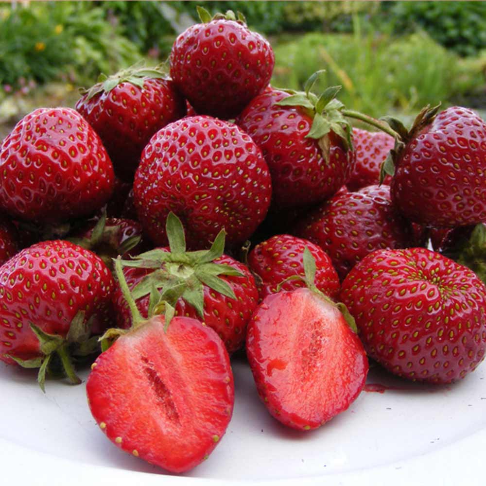 Honeoye Strawberry Plants (25 Bare Root) – June-Bearing Variety – High-Yield, Sweet-Tart Berries – Cold Hardy Garden Fruit Starter
