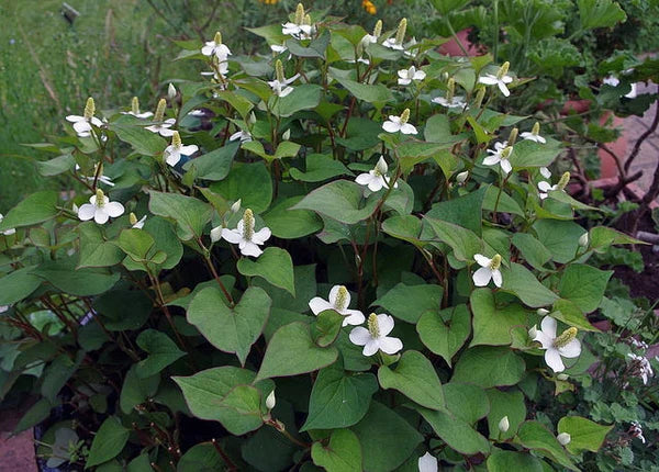Lot of 10 Chameleon Plants – Houttuynia Cordata / Fish Mint / Diếp Cá 魚腥草 – Live Asian Herb for Garden, Medicinal & Groundcover
