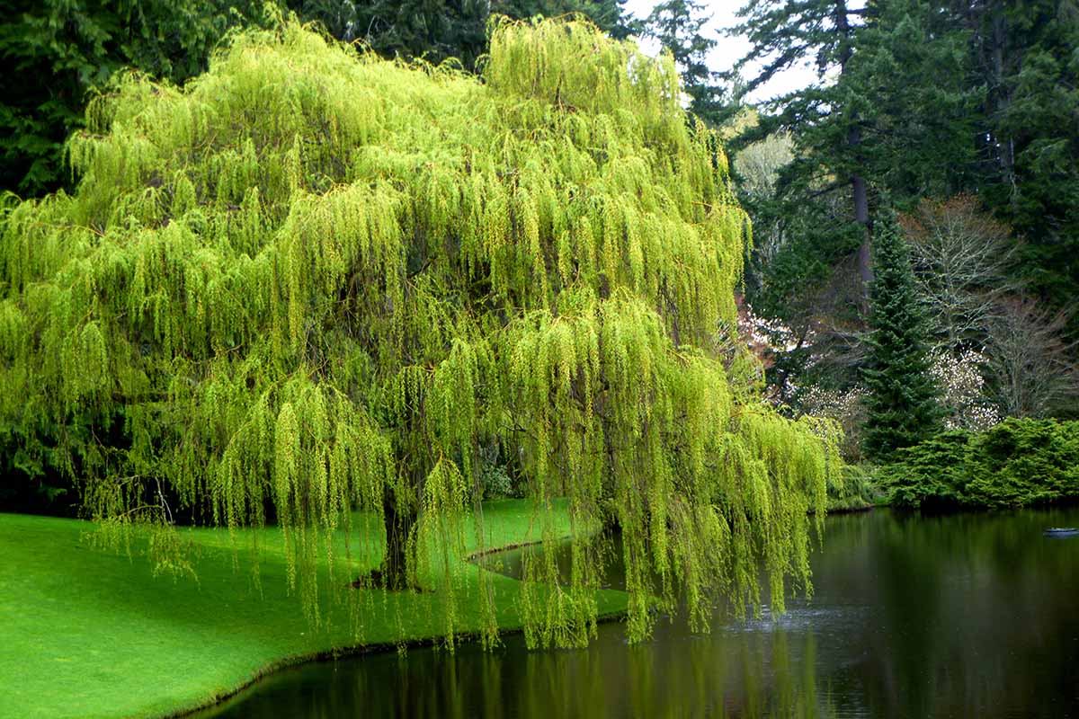 10 Weeping Willow Tree Cuttings – Fresh Unrooted Starts, Salix babylonica, Fast-Growing Shade Tree for Propagation & Landscaping
