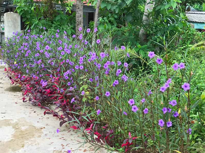 6 Mexican Petunia Rhizome Cuttings | Ruellia simplex | Live Purple Flowering Root Starts | Garden Border & Container Ornamental