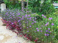 6 Mexican Petunia Rhizome Cuttings | Ruellia simplex | Live Purple Flowering Root Starts | Garden Border & Container Ornamental