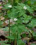5 Goldenseal Roots (Hydrastis canadensis) – Live Medicinal Herb Plants | Native Shade Perennial | Bare Root Wild Ginseng Companion