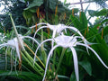 2 White Spider Lily (Hymenocallis) Bare Root Bulbs | Peruvian Daffodil | Fragrant Exotic Summer Flower | Hardy Perennial