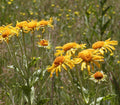 Hymenoxys hoopesii Seeds – Orange Mountain Daisy Wildflower, 40 Non-GMO Perennial Seeds, Pollinator-Friendly Garden & Meadow Plant
