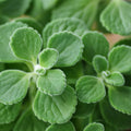 2 Vicks Plant Starter Plants | Plectranthus tomentosa | Grow Your Own Medicinal Houseplant | Aromatic & Easy-Care Indoor Herb