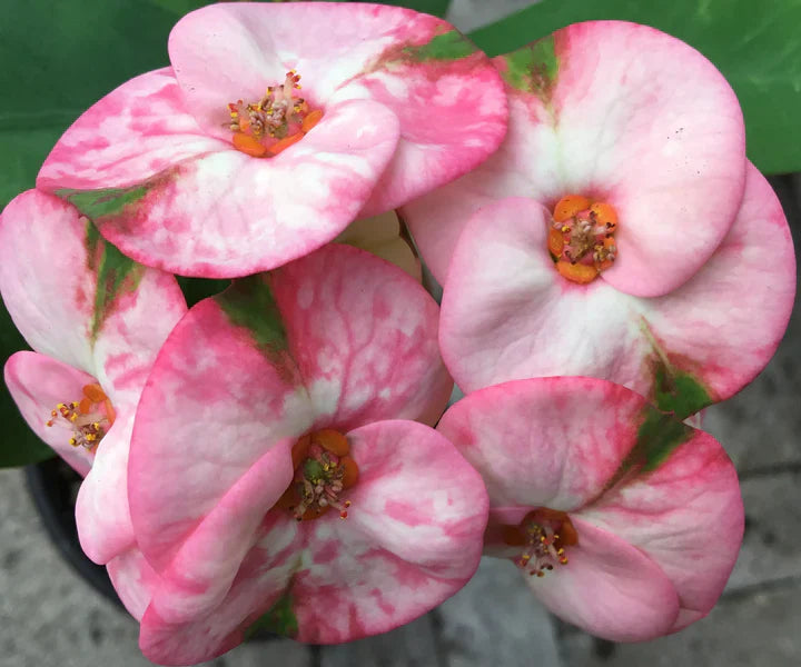Rainbow Crown of Thorns Cutting | Euphorbia milii Thai Hybrid | Unrooted Colorful Succulent | Rare Flowering Houseplant Start