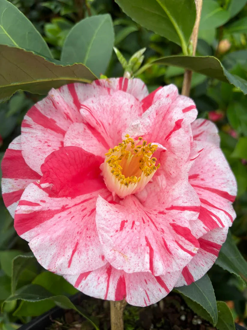 Tri Color Camellia Japonica Starter Plant – Live Bareroot Shrub (Camellia japonica) – Pink White Red Variegated Winter Blooming Flower