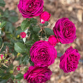 Super Rare Celestial Night Rose Cuttings (3 Unrooted) – Rosa ‘Celestial Night’ Deep Purple Rose for Rooting & Grafting