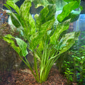 Live Marble Queen Sword Echinodorus cordifolius | Tropical Aquarium Aquatic Plant | Oxygenating Bareroot Live Water Plant