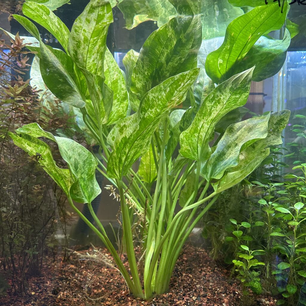 Live Marble Queen Sword Echinodorus cordifolius | Tropical Aquarium Aquatic Plant | Oxygenating Bareroot Live Water Plant