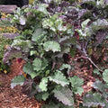 1 Purple Tree Collard Cutting – Unrooted Perennial Kale (Brassica oleracea), Heirloom Veggie, Edible Leafy Plant for Garden
