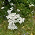 Achillea millefolium occidentalis Seeds – Western Yarrow Wildflower, 500 Non-GMO Perennial Seeds, Pollinator-Friendly Garden & Meadow