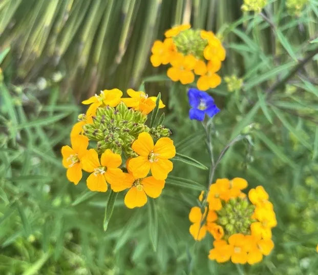 Erysimum capitatum Seeds – Western Wallflower Wildflower, 100 Non-GMO Perennial Seeds, Native Pollinator Garden & Meadow Plant