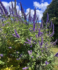Vitex agnus-castus Cuttings – 10 Unrooted Chaste Tree Starts – Blue Flowering Shrub for Garden, Landscape, or Ornamental Use