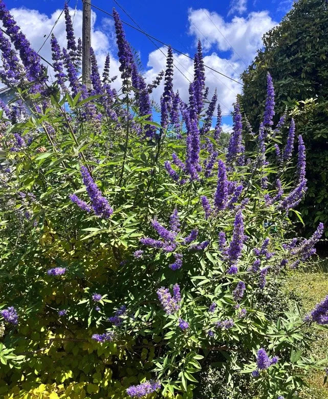 Vitex agnus-castus Cuttings – 10 Unrooted Chaste Tree Starts – Blue Flowering Shrub for Garden, Landscape, or Ornamental Use