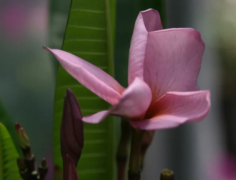 Purple Plumeria Live Plant Rooted from Seed | 1 Starter in 3” Pot | Fragrant Flower Tree | Rare Color | Tropical Frangipani